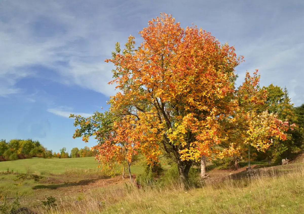 Baum des Jahres: Die echte Mehlbeere