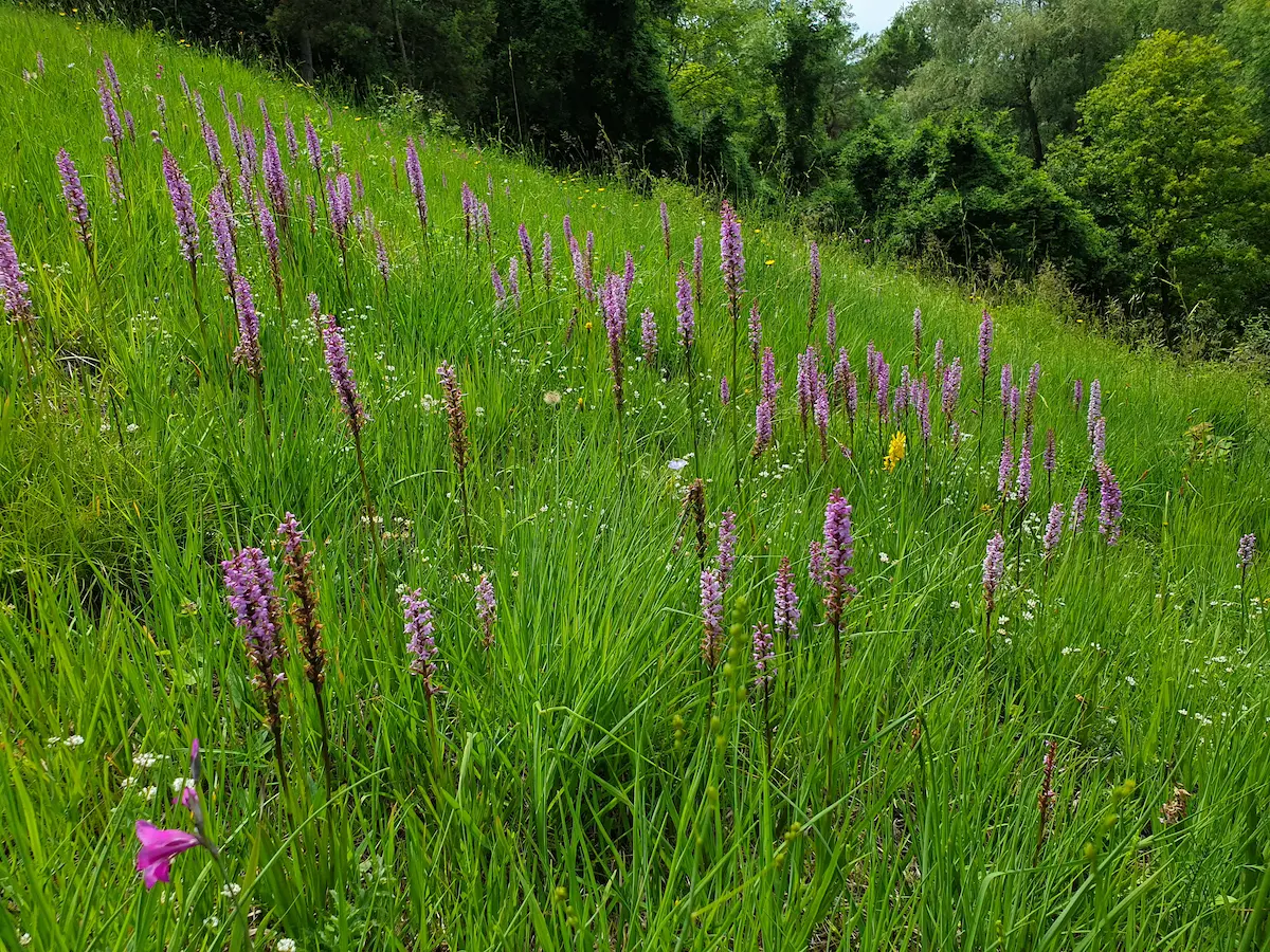 Orchidee des Jahres: Die Mücken-Händelwurz