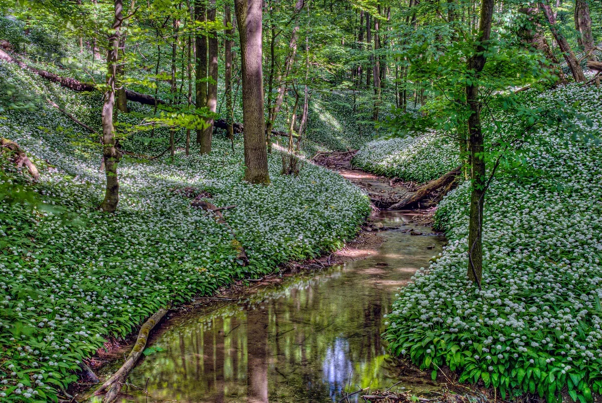 Natur in der Stadt: Grünes Wien