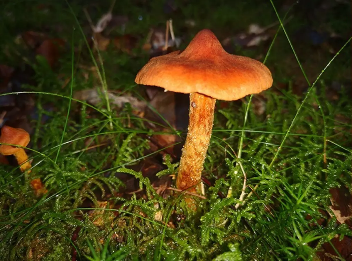 Pilz-Highlight im Botanischen Garten München