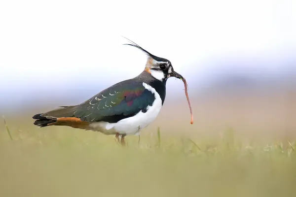 Vogel des Jahres: Der Kiebitz