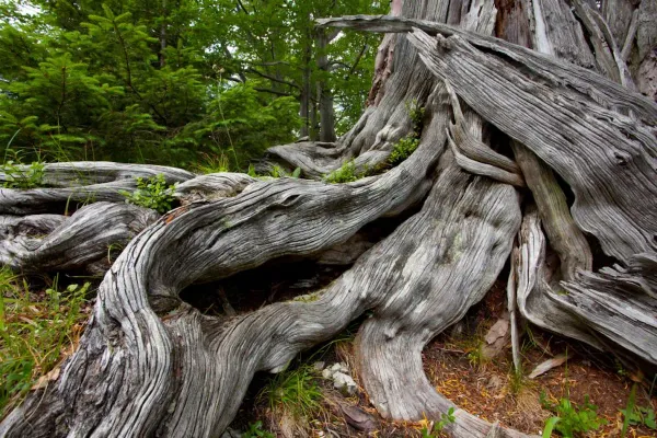 Wildnisgebiet Dürrenstein-Lassingtal – Der letzte Urwald der Alpen