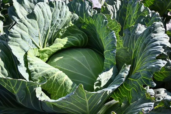 Arche-Passagier „Ismaninger“, das schmackhafte Riesenkraut