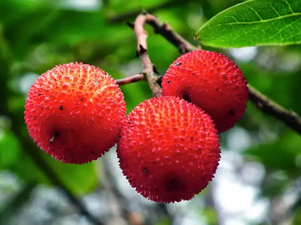 Die Algarve auf der Zunge