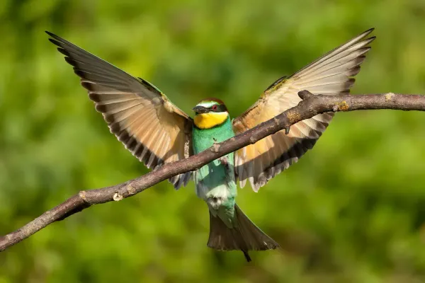 Veranstaltungstipp: 28. Internationale Naturfototage – Mondberge ist dabei