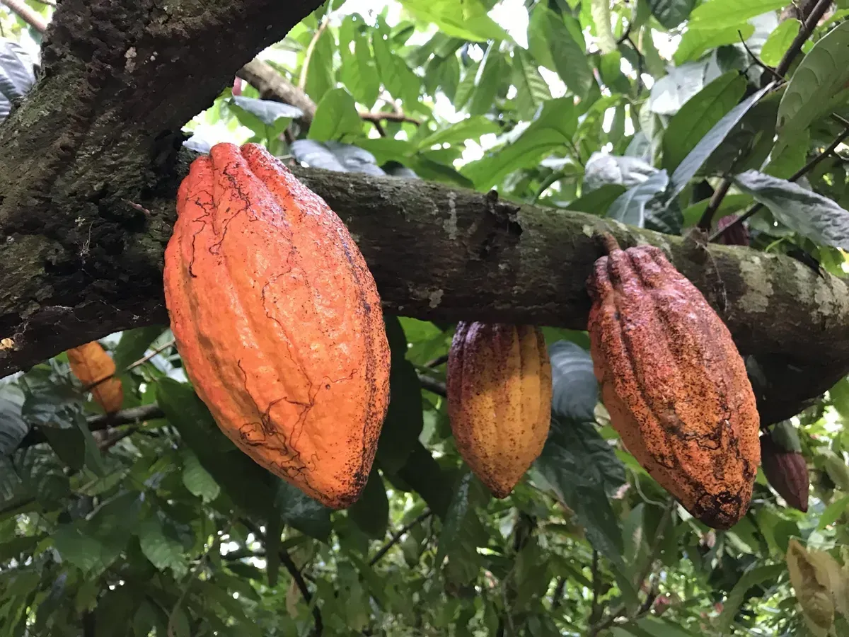 So it is about sustainable cocoa cultivation