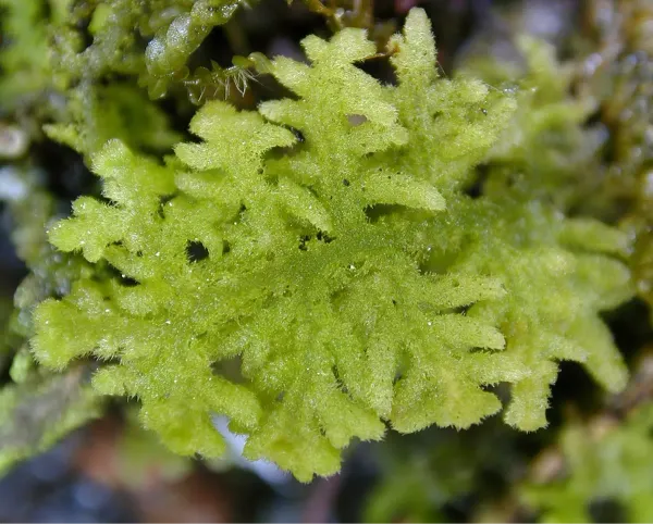 The moss of 2025: The felted haikers