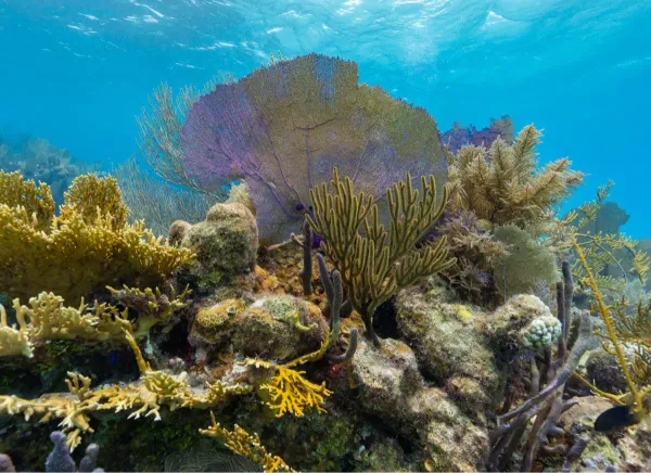 Fantastic: The second largest coral reef in the world in front of Belize